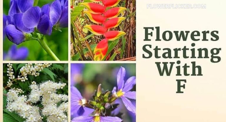 flowers that start with f