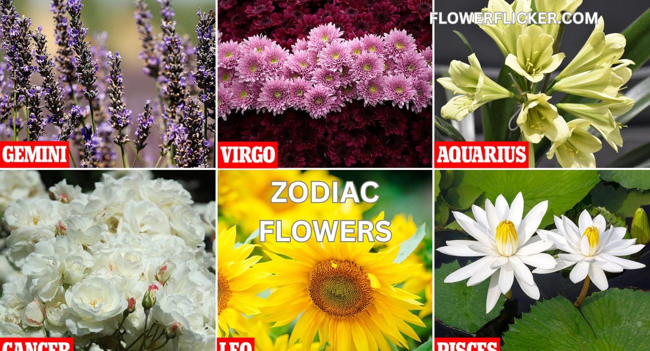 zodiac flowers