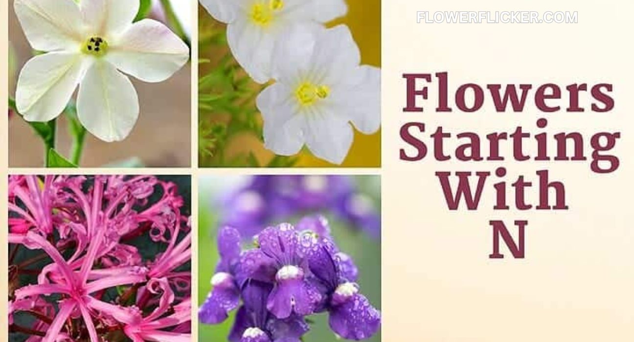 flowers that start with n