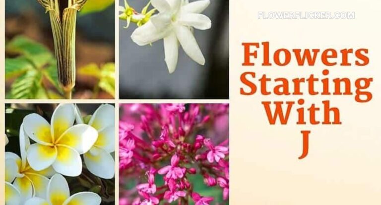 flowers that start with j