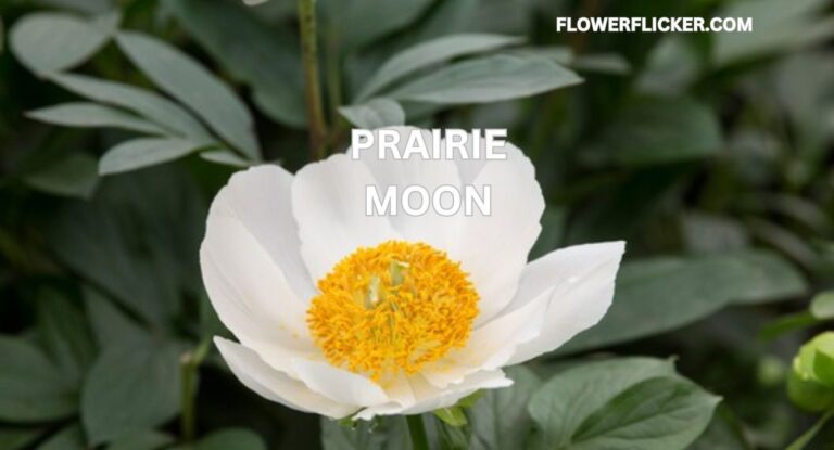 Prairie Moon