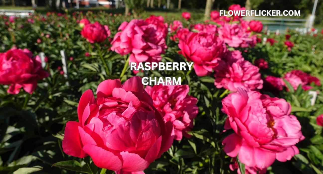 Raspberry Charm