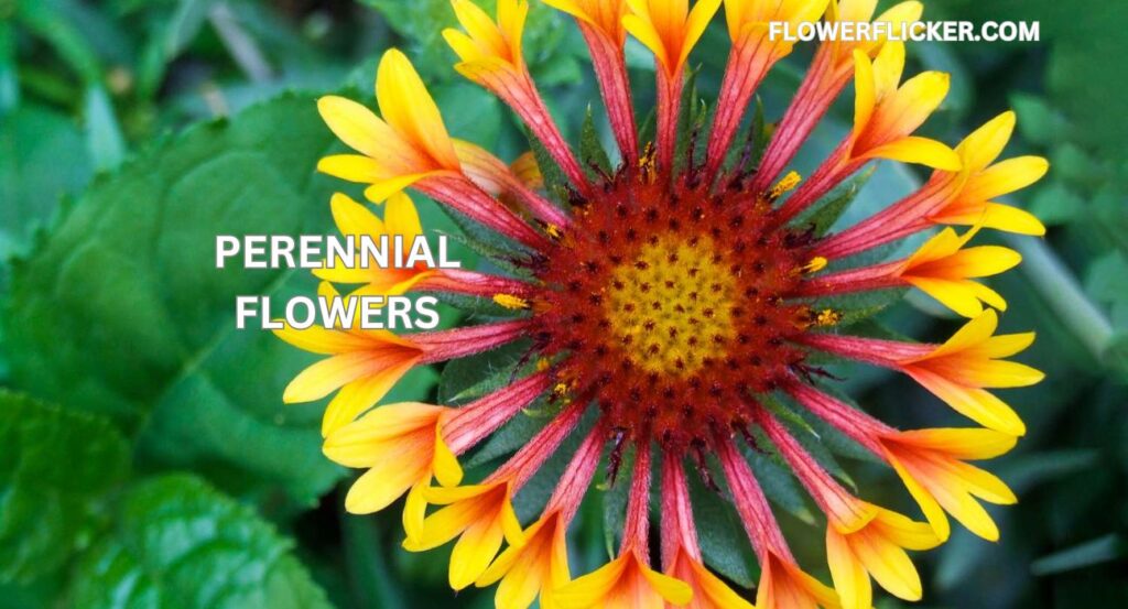 perennial flowers