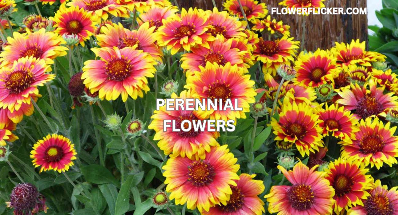 perennial flowers