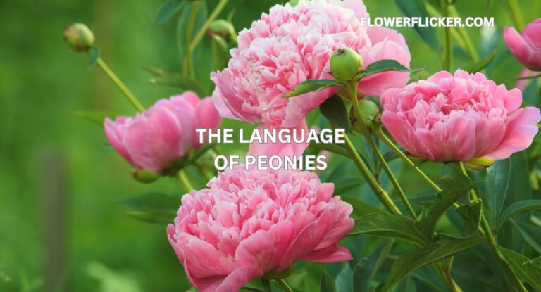 The Language of Peonies