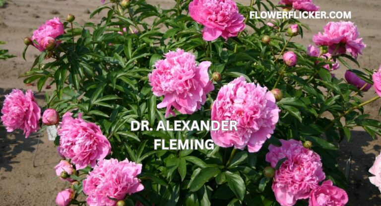 Dr. Alexander Fleming